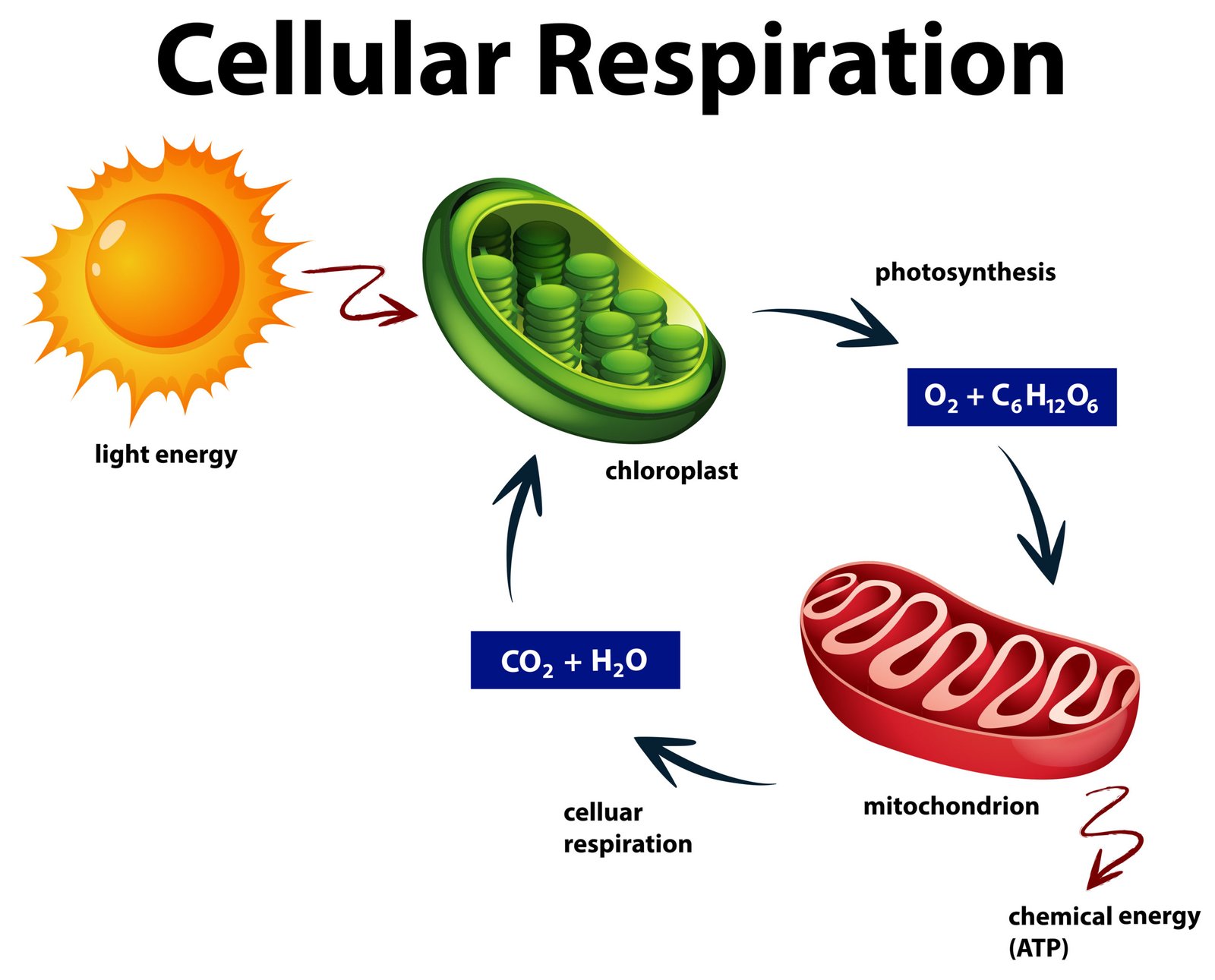 Diagram showing cellular respiration